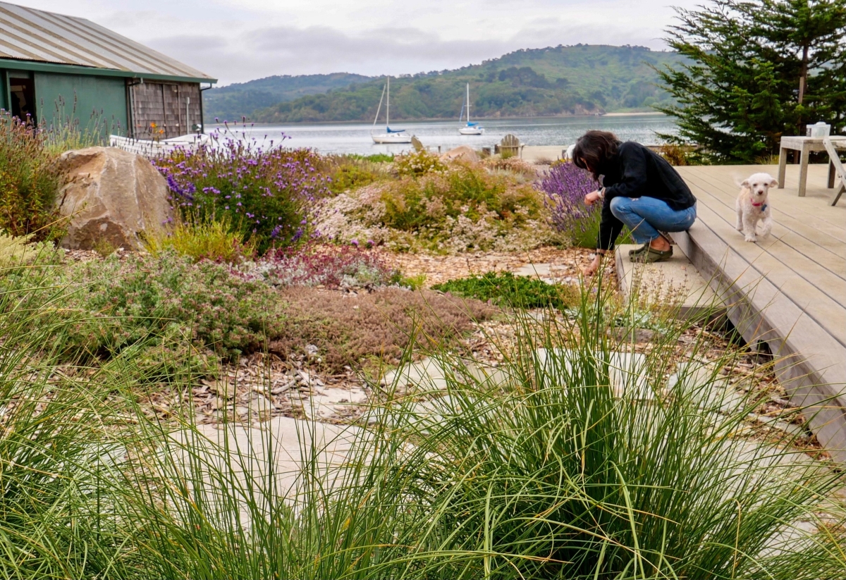 garden designers in Marin County, drought tolerant gardens