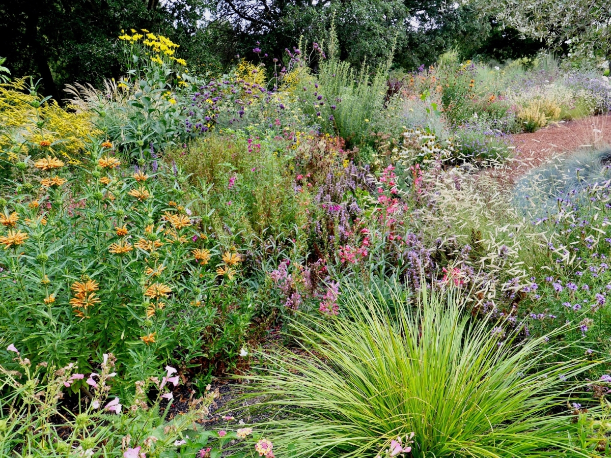 A Habitat Garden in Novato | Suzi Katz Garden Design