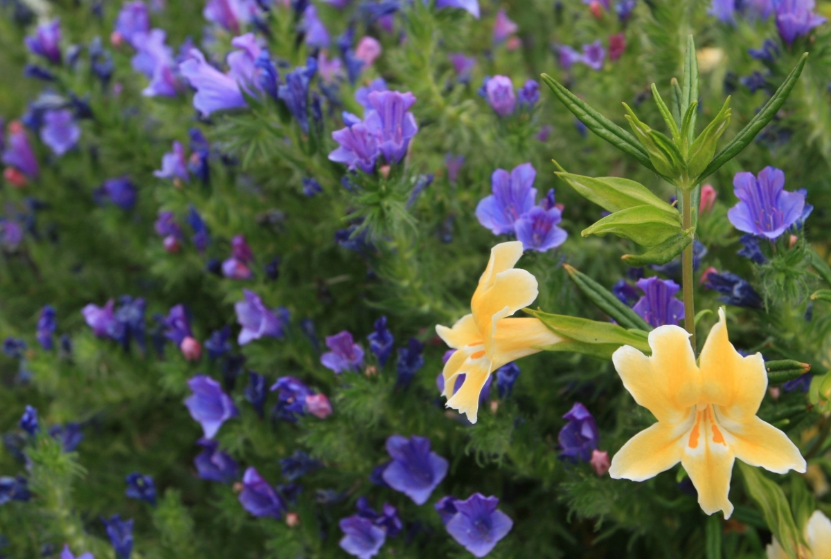 The Rotary Peace Garden at Toby's Suzi Katz Garden Design